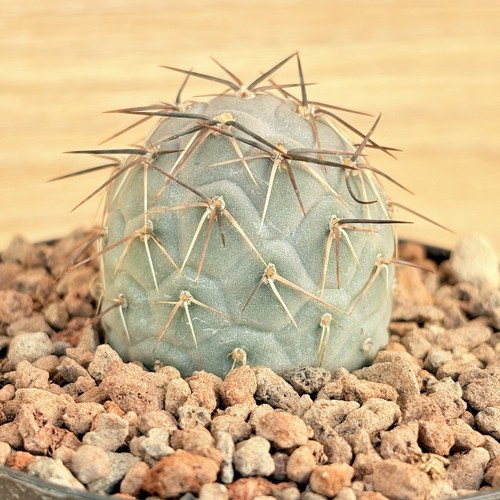 Tephrocactus alexanderi var