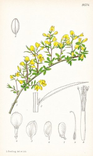 Genista januensis balkan fleur - januensis,