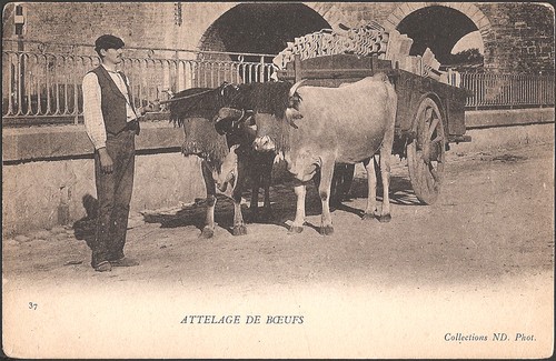 Pays basque attelage - basque,