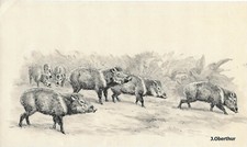 Joseph OBERTHUR Pécaris à