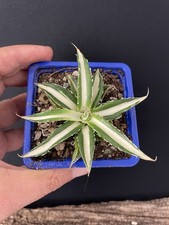 RARE! Agave Horrida Mediopicta