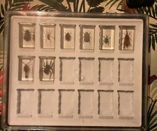 Coffret De 8 Insectes inclusion résine