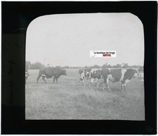 Boeufs Normandie, campagne, photo plaque verre, noir & blanc, positif 8,5x10 cm