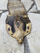 Superbe peau de serpent, cobra en entier,  Taxidermie