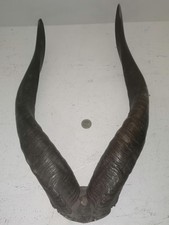 Corne d’ Antilope Fixées sur Socle – Déco Vintage / Cabinet de...