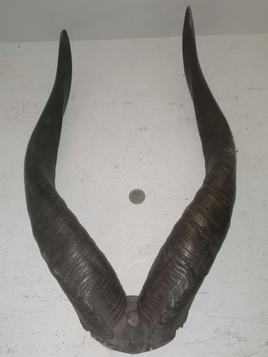 Corne antilope fixées - corne,