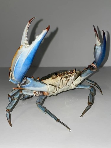 Real blue crab - real, claws