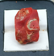 Branche de corail rouge