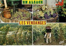 Carte Postale - Vignes - Les