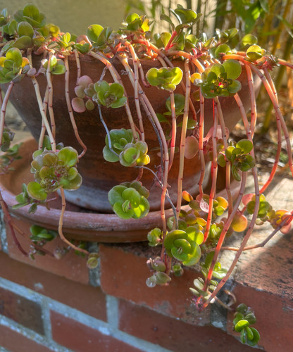 Lot boutures sedum - lot, 9