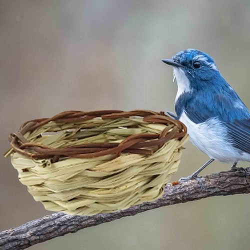 Nid oiseau - nid, d'hirondelle