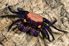 CRABE GEOSESARMA DENNERLE ( vampire purple) - CRABE VAMPIRE