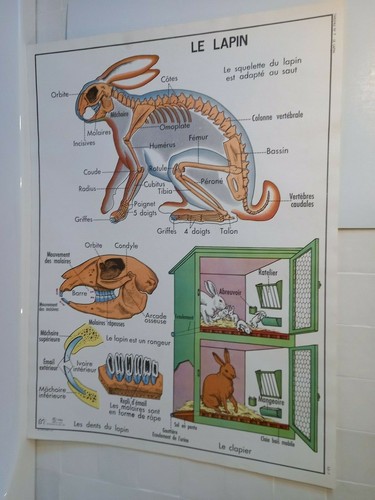 Affiche scolaire pedagogique - affiche,