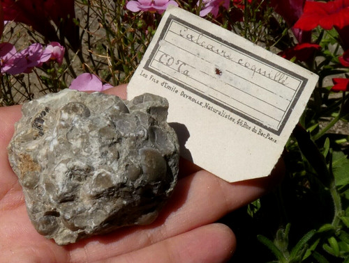 Calcaire coquillé coquillier - calcaire,