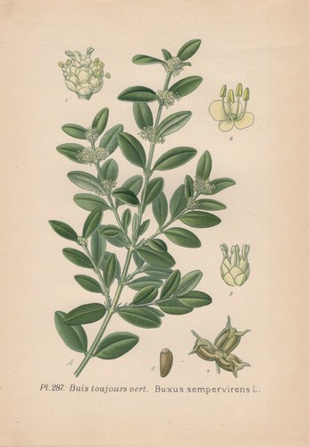 Buis buxus sempervirens - (,