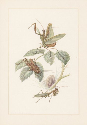 Mante religieuse mantis - religieuse,
