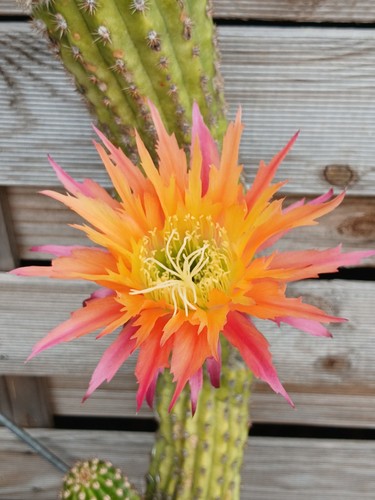 Cereus hybrid super - tr,