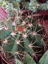 Melocactus Matanzanus Plante Succulente Racine Pot 13 Cm