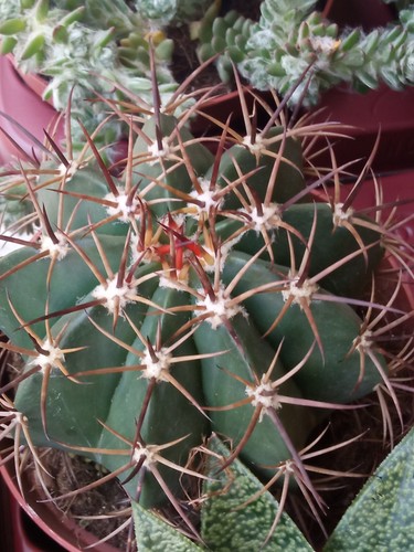Melocactus matanzanus plante - melocactus,