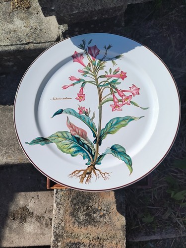 Ancien grand plat botanica - ancien,