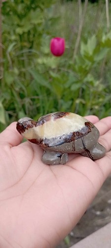 95g tortue mer - de, septaria