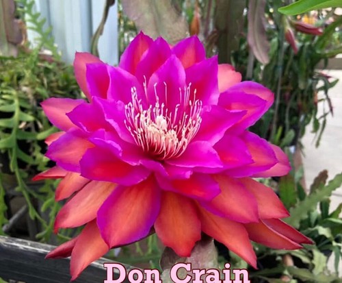 Très rare epiphyllum - très,