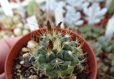 TURBINICARPUS LAUI cactus