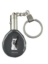 Malinois Berger Belge -
