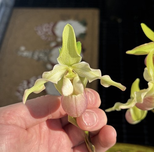 Phragmipedium professor braem - phragmipedium,