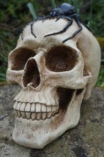 HF1557 PROMO  CRANE  TETE  DE