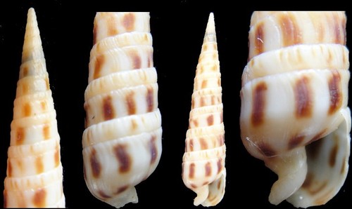 Coquillage collection - de,