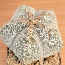 Astrophytum onzuka, pot 10 cm