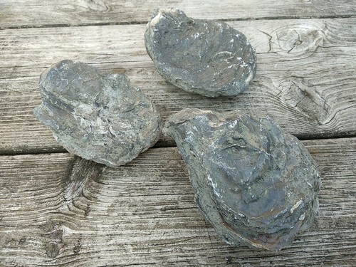 Lot huitres fossiles - fossiles,