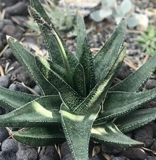 Gasteria acinacifolia seeds - acinacifolia,