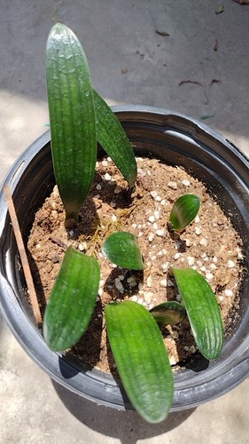 Pcs random baby clivia - 5,