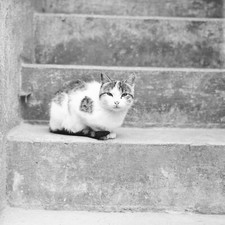 Photo papier  argentique chat 1960 format 40x40cm