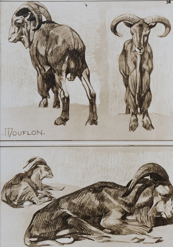 Mathurin meheut le mouflon - meheut,