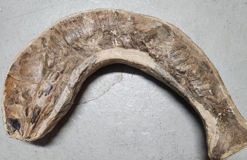 Cretaceous fish fossil - cretaceous,