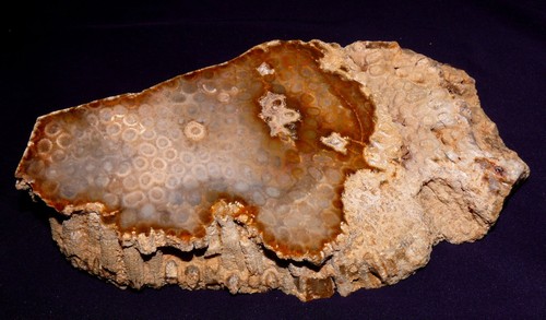 Corail fossile indonésie - corail,