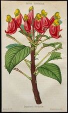 1855 - Balsamine Impatiens