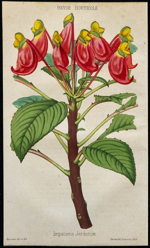 1855 balsamine impatiens - 1855,