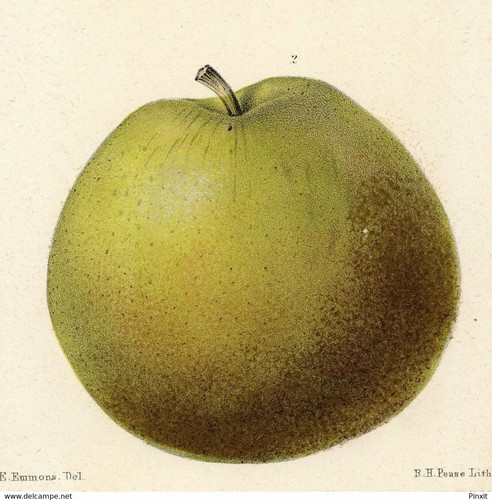 Pomologie arboriculture pomme - pomologie,