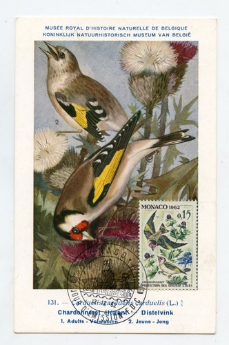 Oiseaux chardoneret timbre - chardoneret, .((timbre