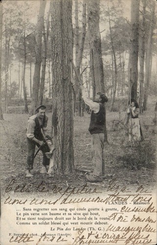 Pin des landes - des,