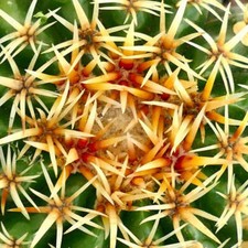 Echinocactus grusonii var