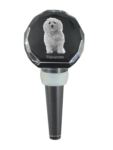 Havanais bichon - havanais,,