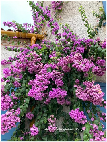 Bougainvillea spectroglabra - ,