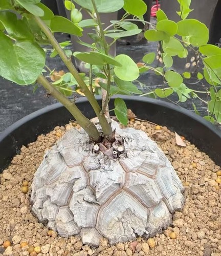 Rare cacti dioscorea - rare,
