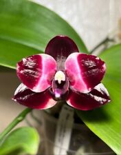 Phalaenopsis Mituo Reflex DD "Black Tiger"