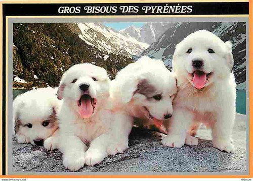 Carte postale animaux - animaux,